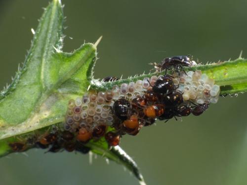 Réf. 287 884 : Nezara viridula